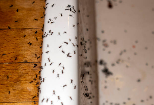 Trusted Trooper, PA Pest Control Experts