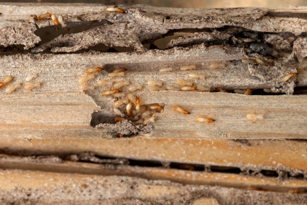 Best Cockroach Control Services  in Trooper, PA